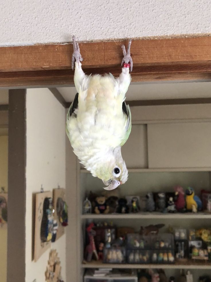 Conure de Molina moon cheek